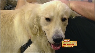 golden retriever rescue southwest florida golden retriever rescue 6 27 16 fox 4 now wftx fort myers cape coral golden retriever rescue southwest florida golden retriever rescue 6 27 16 fox 4 now wftx fort myers cape coral
