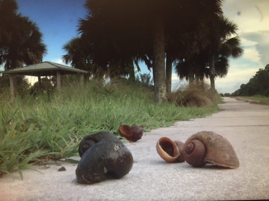 First potentially deadly worms, now giant snails found in SWFL Fox 4