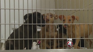 Southwest Florida shelters pull off large scale pet rescue ...