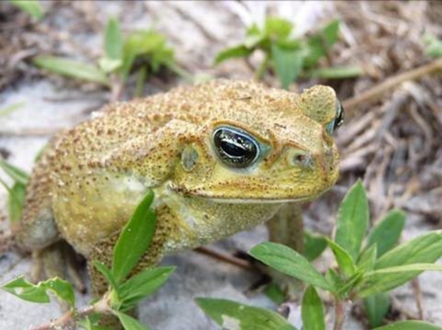 Dog owners warn of deadly toads Fox 4 Now WFTX Fort Myers/Cape Coral