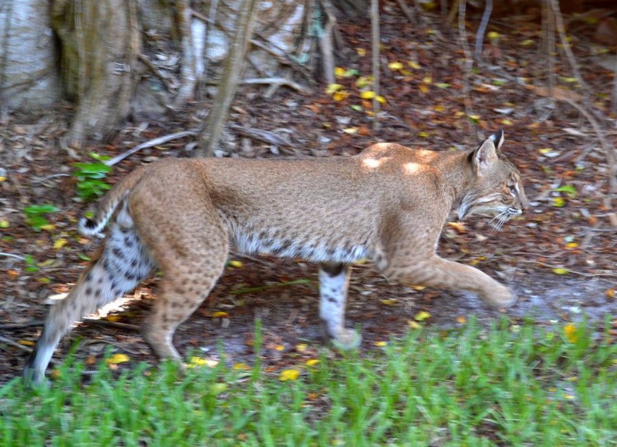 Rabid bobcat in Venice leads to rabies alert in area Fox 4 Now WFTX