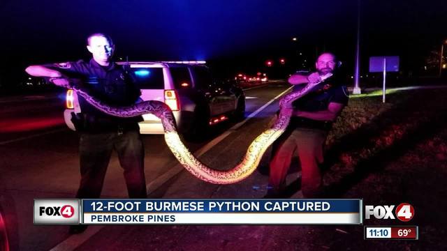 Florida officer wrestles with 3.81-metre python Florida officer wrestles with 3.81-metre python