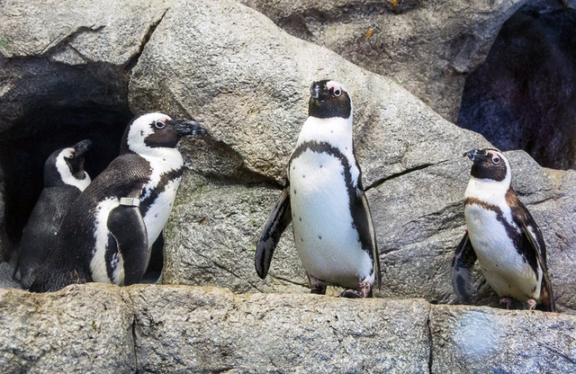 Naples Zoo extends Penguins in Paradise