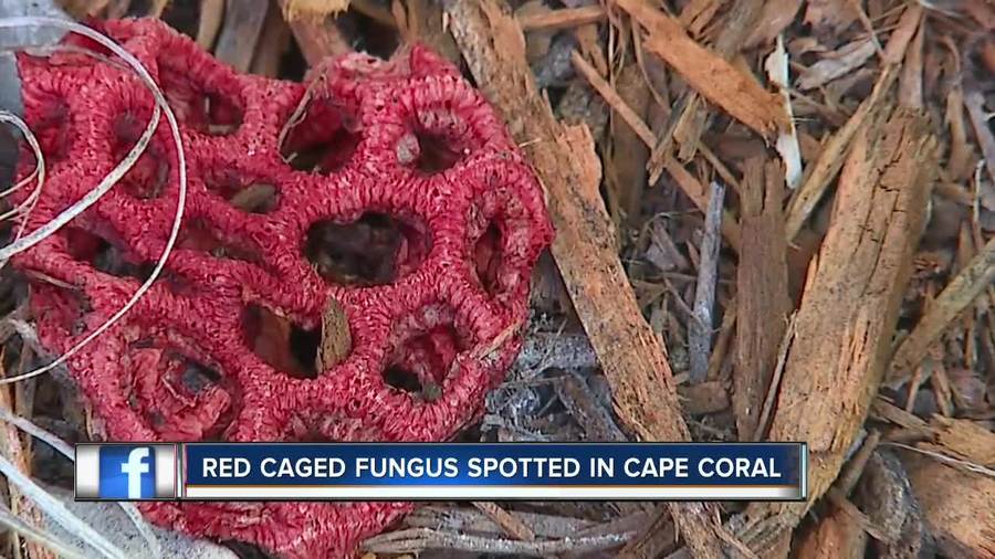 Fungus that smells like rotting flesh spotted in Lee county Fox 4 Now