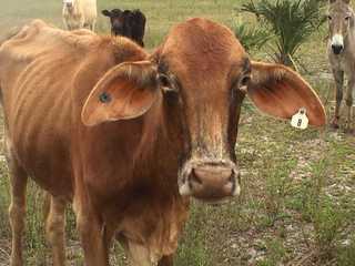 Photos: Animal cruelty case at LaBelle farm