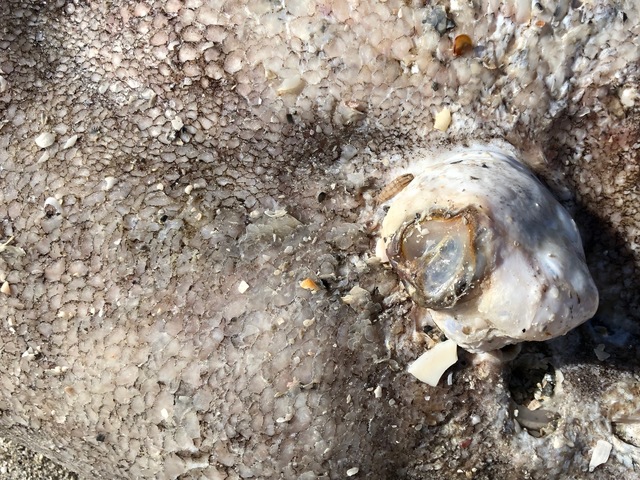Photos: Fish kills in Southwest Florida in summer 2018