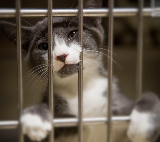Adoption fees waived at Naples animal shelter to make room for pets from hurricane's path
